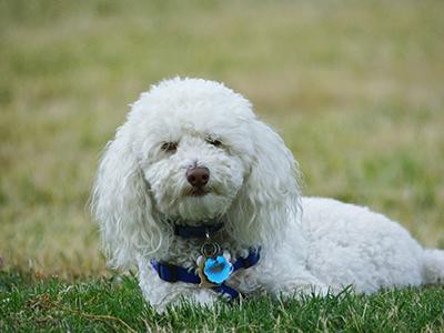 bichon-frise-non-shedding-dogs