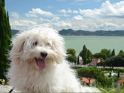 bolognese-non-shedding-dogs