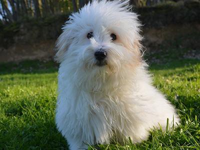 coton-de-tulear-non-shedding-dogs