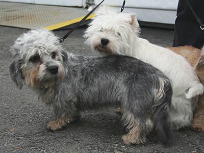 dandie-dinmont-terrier-non-shedding-dogs