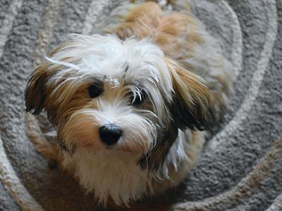 havanese-non-shedding-dogs