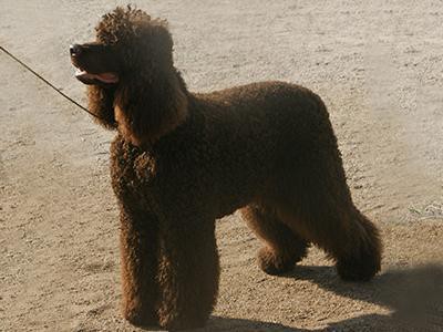 irish-water-spaniel-non-shedding-dogs