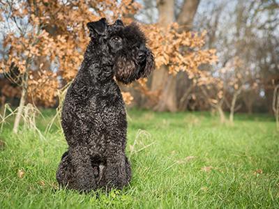 kerry-blue-terrier-non-shedding-dogs