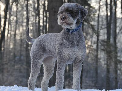 lagotto-romagnolo-non-shedding-dogs