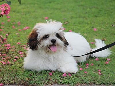 lhasa-apso-non-shedding-dogs