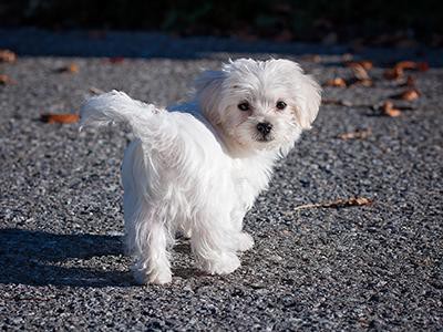 maltese-non-shedding-dogs