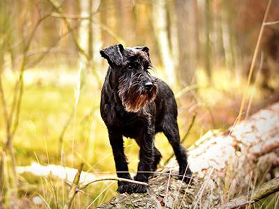 miniature-schnauzer-non-shedding-dogs