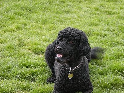 portuguese-water-dog-non-shedding-dogs