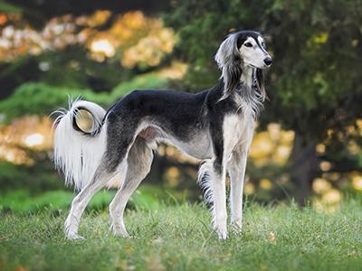 saluki-non-shedding-dogs