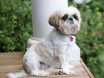 shih-tzu-non-shedding-dogs