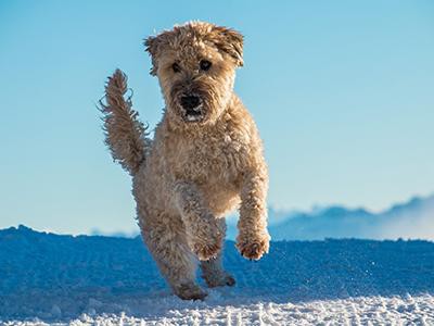 soft-coated-wheaten-terrier-non-shedding-dogs