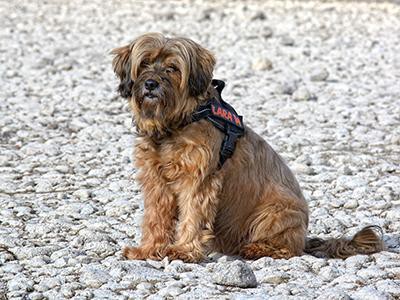 tibetan-terrier-non-shedding-dogs