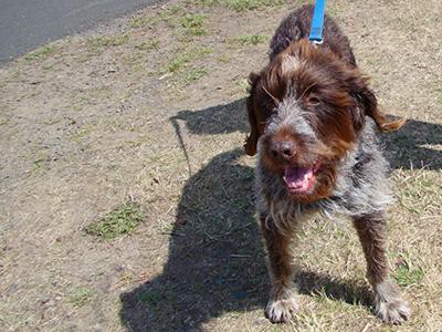 wirehaired-pointing-griffon-non-shedding-dogs