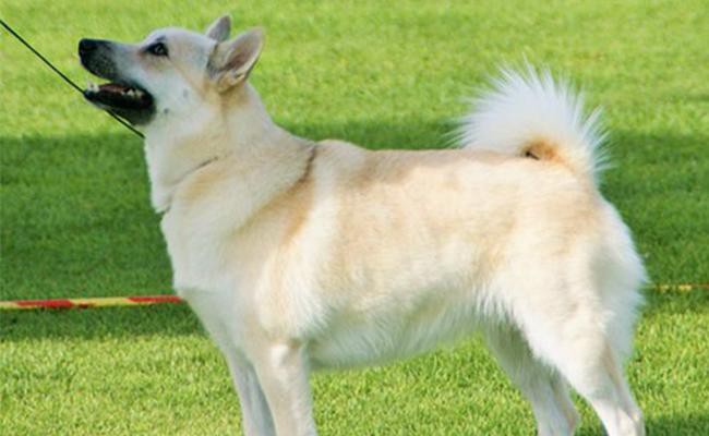 norwegian-buhund