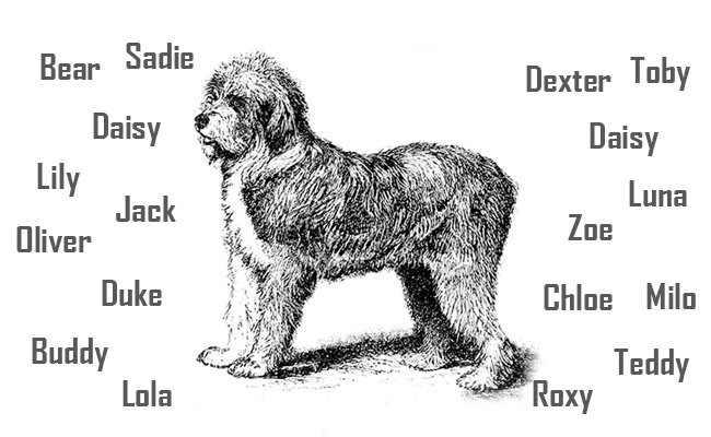 old english sheepdog grooming price