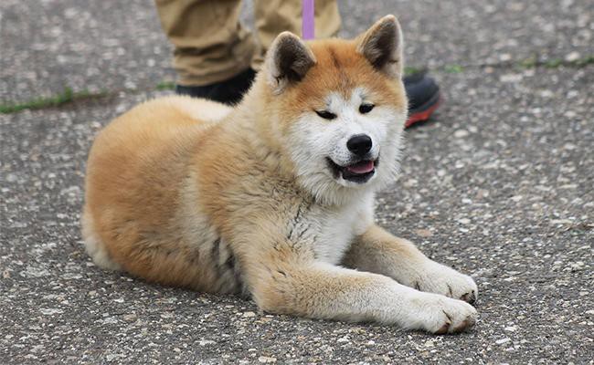 akita-inu-oldest-dog