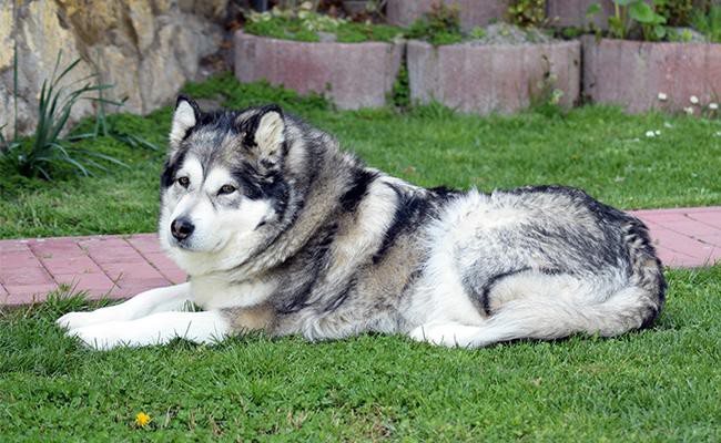 alaskan-malamute-oldest-dog