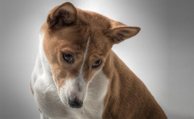 basenji-oldest-dog