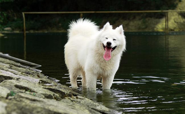 samoyed-oldest-dog
