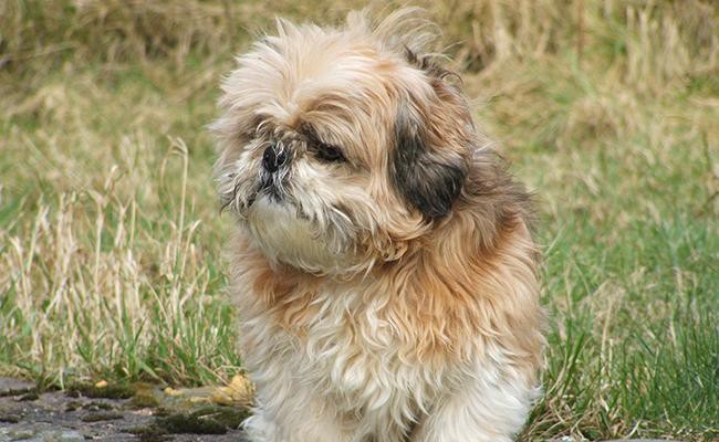 shih-tzu-oldest-dog