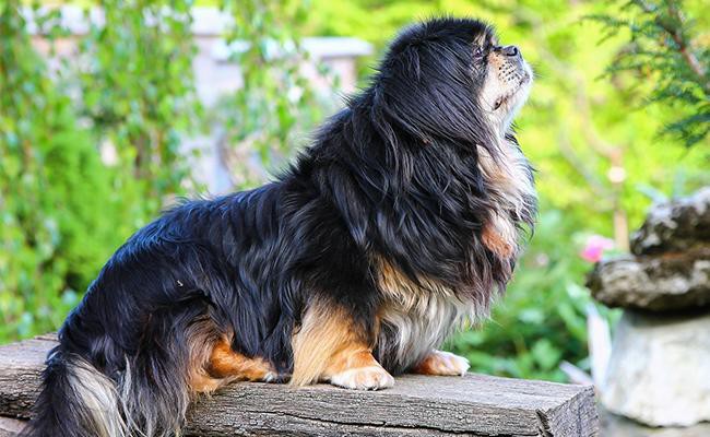 tibetan-spaniel-oldest-dog