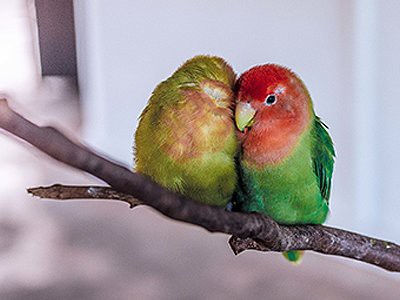 birds-pet-friendly-homes