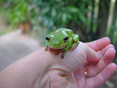 frogs-pet-friendly-homes