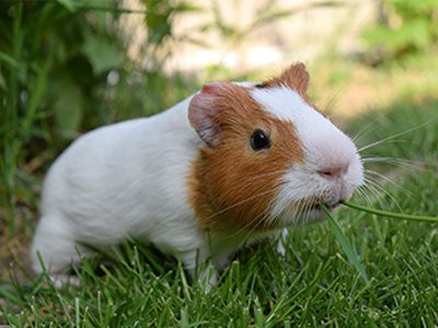 guinea-pigs-pet-friendly-homes