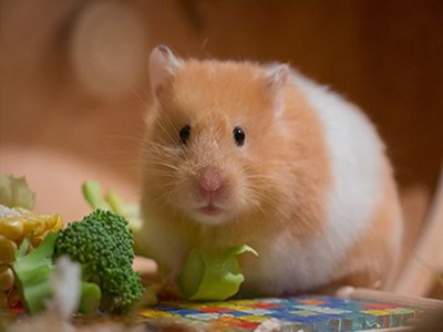 hamsters-pet-friendly-homes