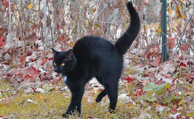 classic-halloween-pose-pets-body-language