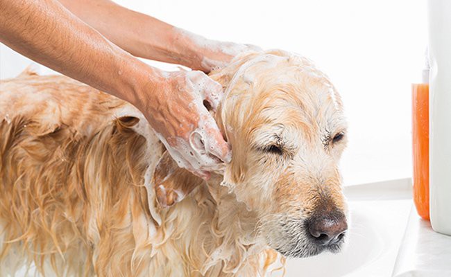 keep-your-pet-clean - Pets Travel