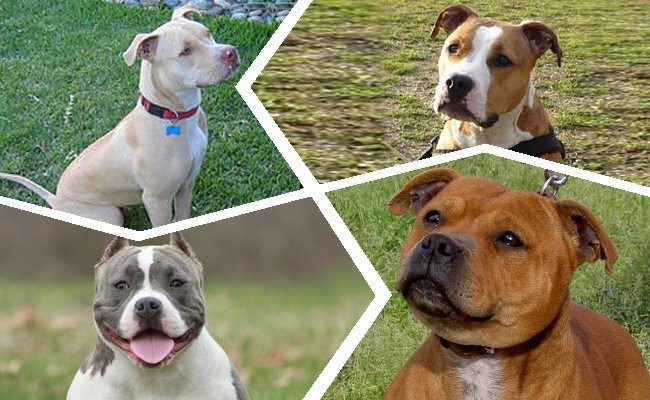pitbull-dog-size - Pitbull Puppies