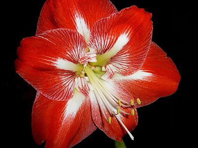 amaryllis-plants-poisonous-to-cats