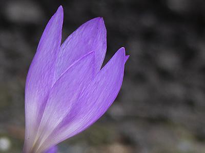 autumn-crocus-plants-poisonous-to-cats