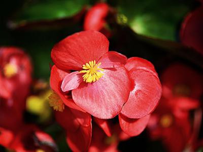 begonias-plants-poisonous-to-cats