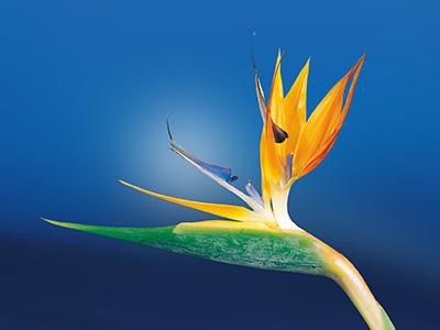 bird-of-paradise-flower-plants-poisonous-to-cats