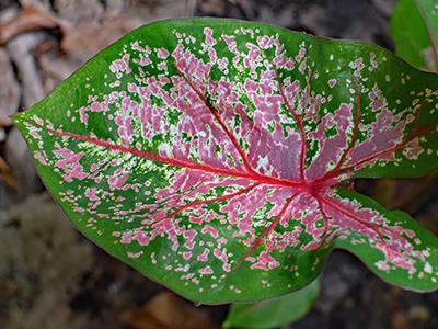 caladium-plants-poisonous-to-cats