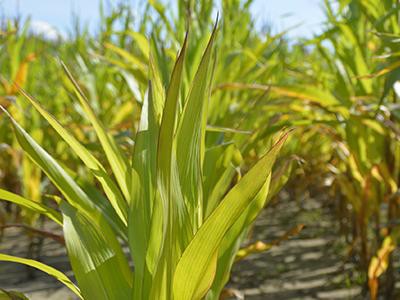 corn-plant-plants-poisonous-to-cats