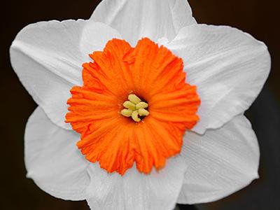 daffodil-plants-poisonous-to-cats