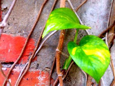 devil-s-ivy-plants-poisonous-to-cats