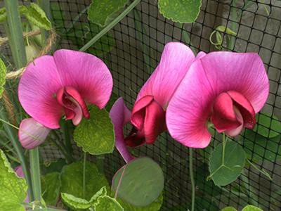 everlasting-pea-plants-poisonous-to-cats