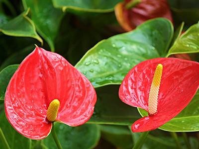 flamingo-flower-plants-poisonous-to-cats