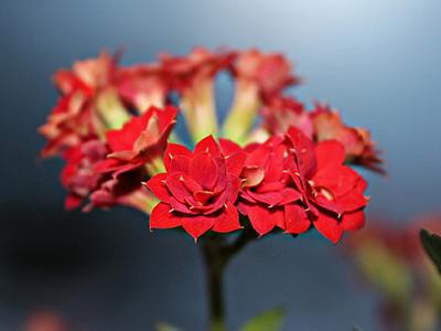 kalanchoe-plants-poisonous-to-cats