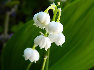 Plants Poisonous To Cats - Keep An Eye On The Explorer - Petmoo