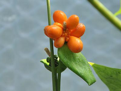 nephthytis-plants-poisonous-to-cats