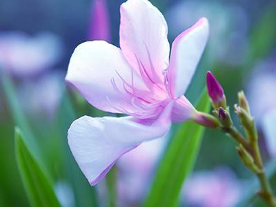 oleander-plants-poisonous-to-cats