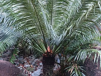 sago-palm-plants-poisonous-to-cats