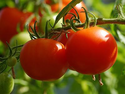 tomato-plant-plants-poisonous-to-cats
