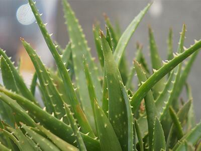 aloe-vera-plants-poisonous-to-dogs