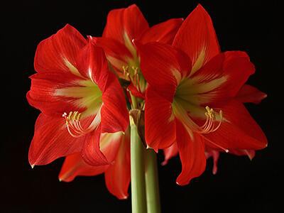 amaryllis-plants-poisonous-to-dogs